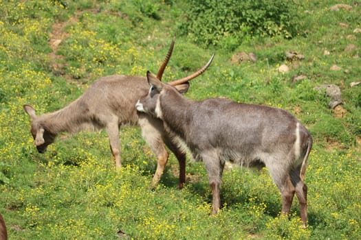 beautiful wild animals boiling horns safari antelopes gazelles