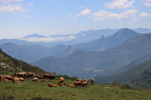 beautiful natural landscape vegetation animals mountains sky
