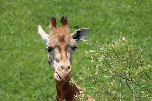 beautiful high giraffe spots wild long neck fast horns