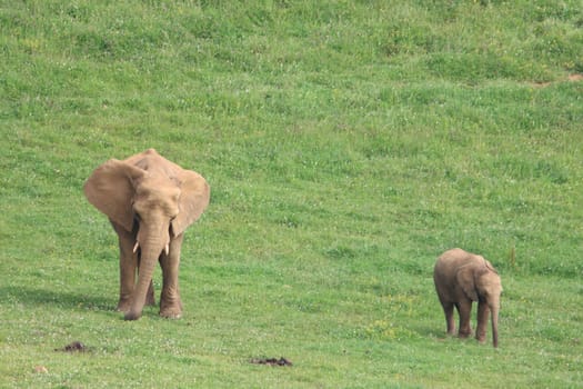 great beautiful wild animal elephants huge tusks