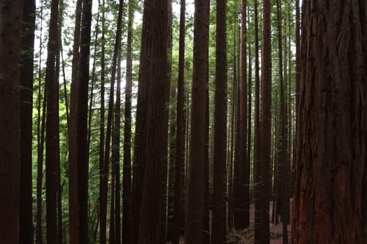 beautiful redwood forest giant trees huge fat tall wood