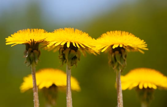 The Close-up of yellow dandelion flower. .Spring background. Selective focus