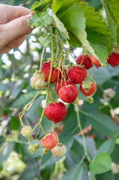 Summer ripe fresh juicy strawberries with leaves in the garden. Copy space. Strawberry field on a fruit farm. Fresh ripe organic strawberries on a berry plantation
