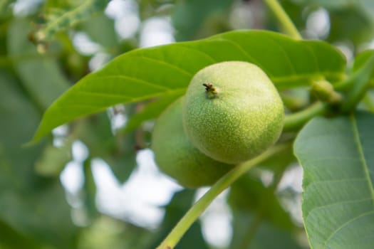 Green young walnuts on the tree. The walnut tree grows waiting to be harvested. Walnut tree close up. Green leaves background