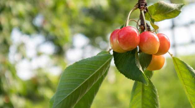 Ripe red and sweet cherry berries hanging from a tree branch before harvest in early summer. A tree with delicious and juicy dark red bird cherry fruits hanging from a tree branch