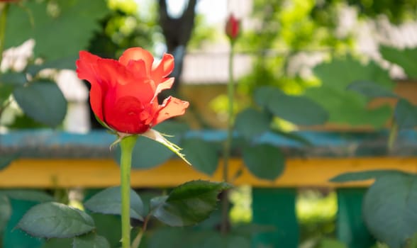Beautiful, colorful, delicate blooming roses in a red garden. Selective focus. Close-up