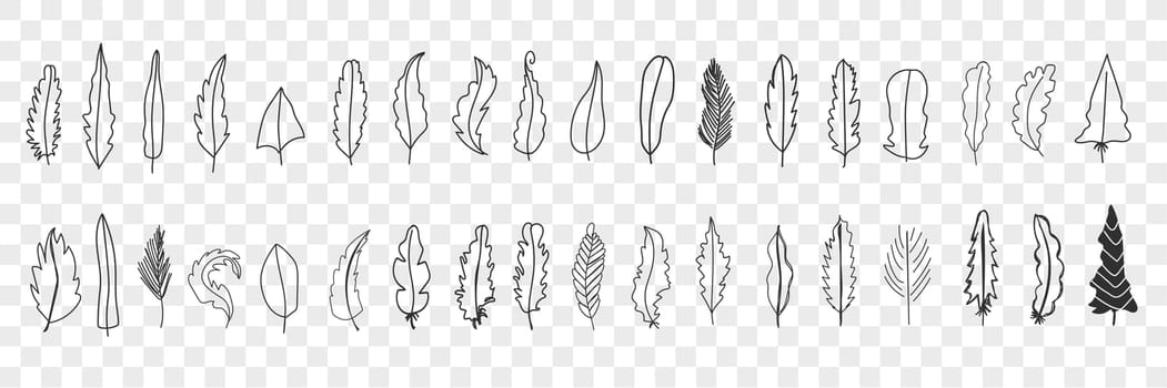 Various bird feathers doodle set. Collection of hand drawn cute elegant silhouette and patterns of feathers from different birds isolated on transparent background. Illustration of feather