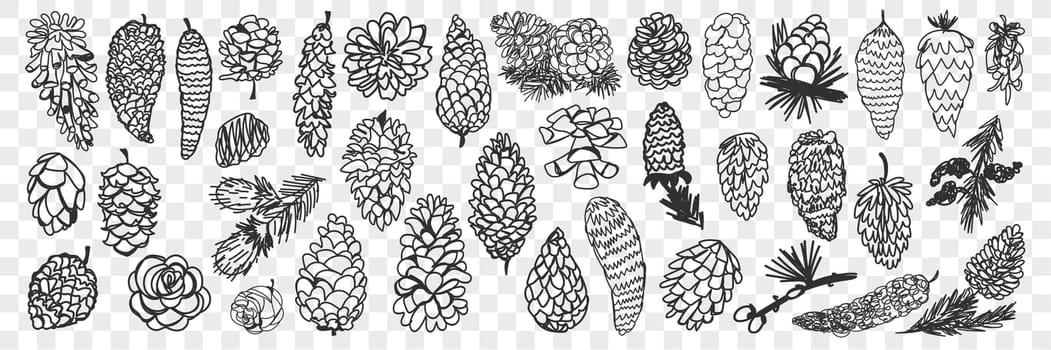 Various coniferous cones doodle set. Collection of hand drawn natural pine and fir cones of various shapes and sizes from forest isolated on transparent background. Illustration of trees seeds