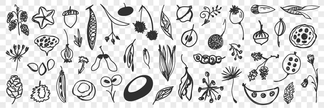 Various beans flowers and cones doodle set. Collection of hand drawn pine cones, fresh beans, flowers, acorns, leaves isolated on transparent background. Illustration of seasons specifics