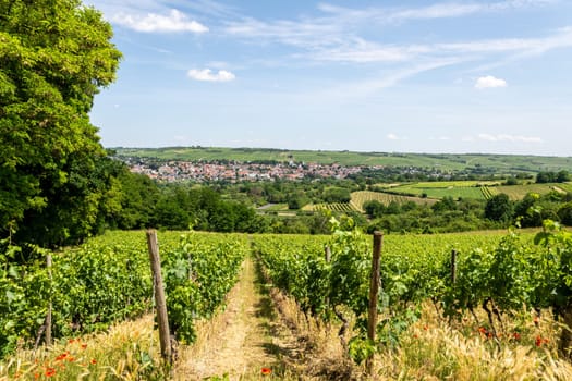 Ingelheim, Rhein, Germany during summertime