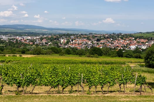 Ingelheim, Rhein, Germany during summertime