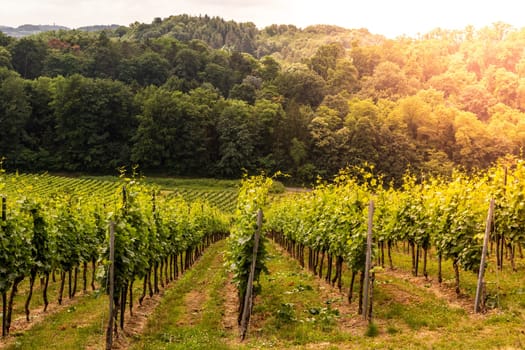 vine field on a vineyard in germany, bergstrasse odenwald during sunset