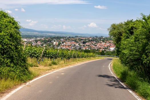 Ingelheim, Rhein, Germany during summertime