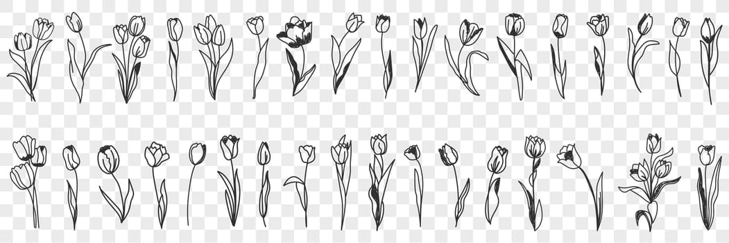 Tulip flowers decoration doodle set. Collection of hand drawn various blooming tulip floral pattern decorations wallpaper in rows isolated on transparent background