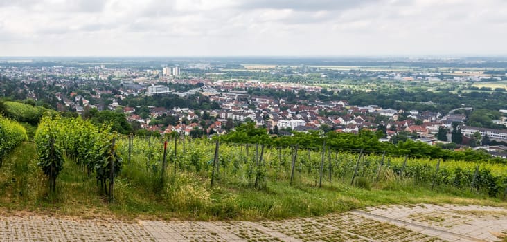 Vine field with Bensheim city in background, summer, germany