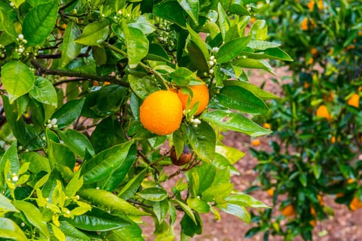 Frehs oranges on a orange tree (majorca)