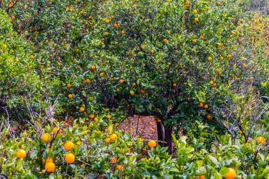 Frehs oranges on a orange tree (majorca)