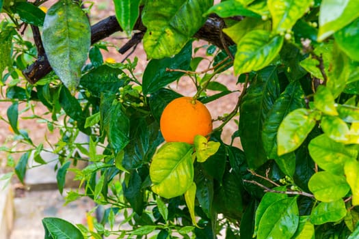 Frehs oranges on a orange tree (majorca)