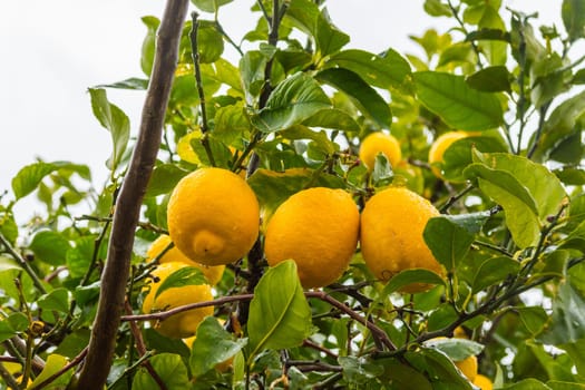 Frehs lemons on a lemontree (majorca)