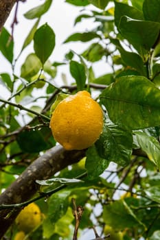 Frehs lemons on a lemontree (majorca)