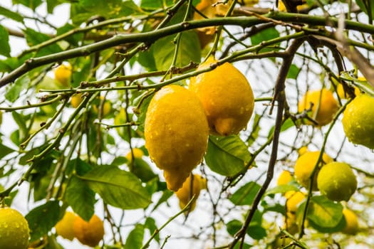 Frehs lemons on a lemontree (majorca)
