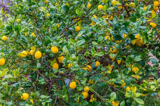 Frehs lemons on a lemontree (majorca)