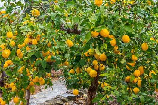Frehs oranges on a orange tree (majorca)