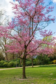 Spring natural background. Cherry Blossoms During Spring