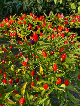 Chilli peppers on tree in the garden
