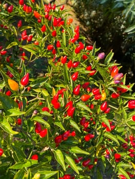 Chilli peppers on tree in the garden