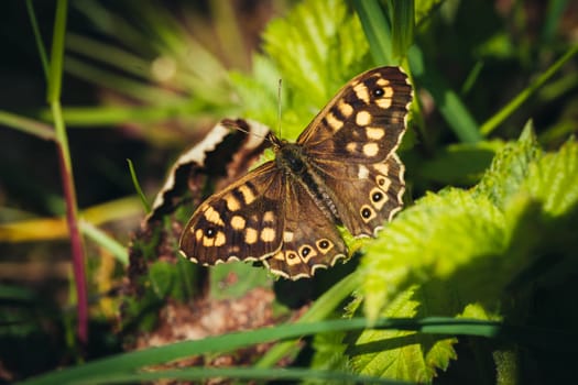 Close-Up Of Butterfly On Leaf