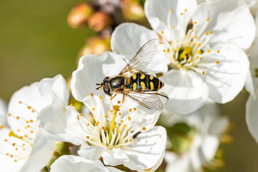 Bee on a flower collecting pollen. Honeybee gathering nectar from summer blossoms