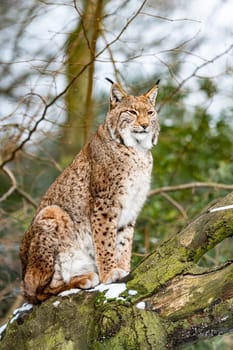 Eurasian lynx in forest habitat