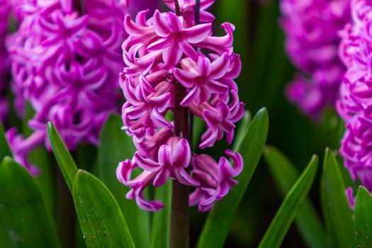 hyacinth flowers close-up in the garden