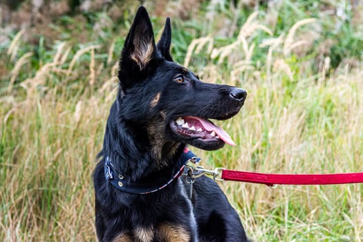 Young german shepherd puppy dog in the nature with dog leash