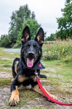 Young german shepherd puppy dog in the nature with dog leash