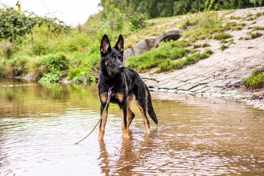 Young german shepherd puppy dog in the nature with dog leash