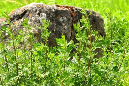 common mugwort, medicinal plant with leaves.