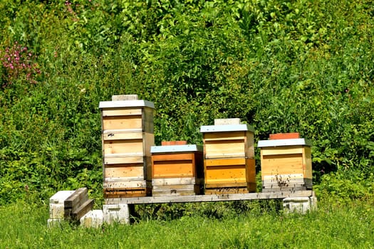 beehives in a meadow in summertime in Germany