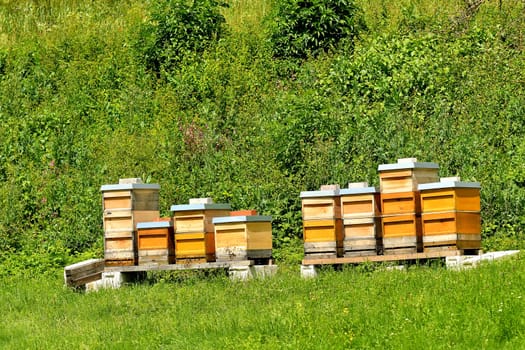 beehives in a meadow in summertime in Germany