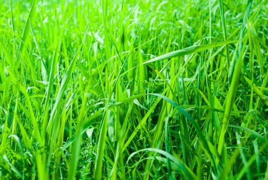 Green fresh Meadow Background
