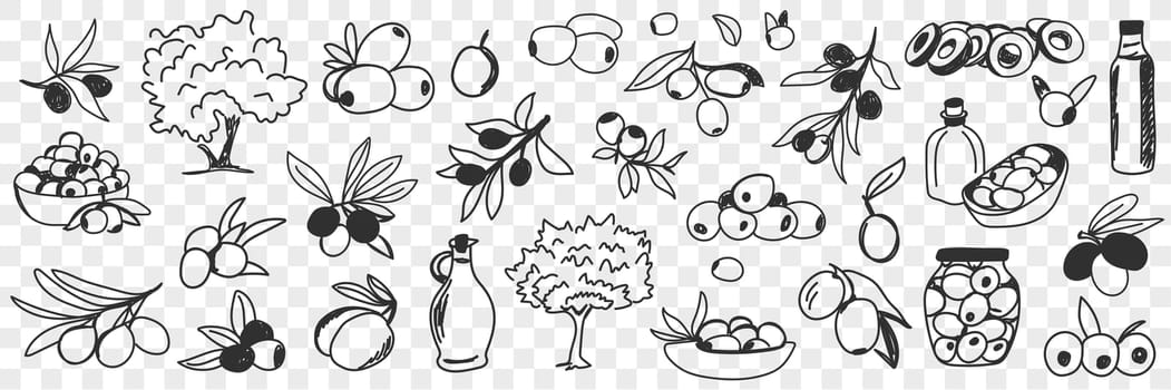 Olive oil production doodle set. Collection of hand drawn various olive trees fruits oil bottles and jars for eating and cooking in rows isolated on transparent background