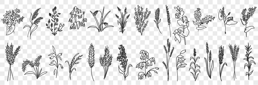 Fields grass and plants doodle set. Collection of hand drawn various grass growing on field blooming in rows isolated on transparent background