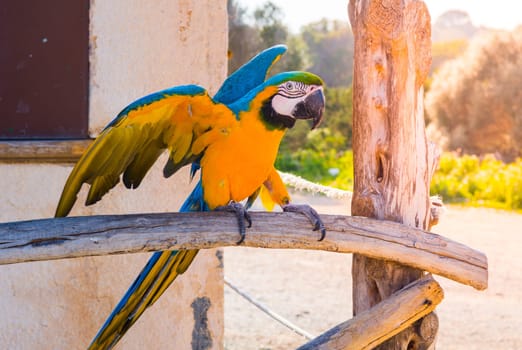 Yellow blue parrot in cala millor, majorca