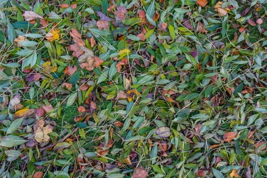 green and red leaves on the meadow