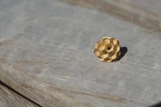 Small wasp nest, made of paper like fiber material, lying on the wooden table that the wasps took the fibers from to build the nest. Much copy space