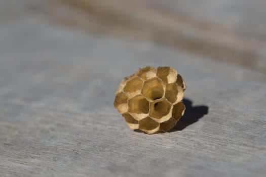 Copy space surrounds small empty wasps nest. Lit by natural sunlight and on a grey wood background. selective macro focus, suitable for background use