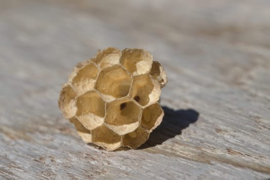 Small paper wasps nest made of hexagonal compartments. Paper fiber material on a grey wooden background. Natural textures and outdoor sunlight.