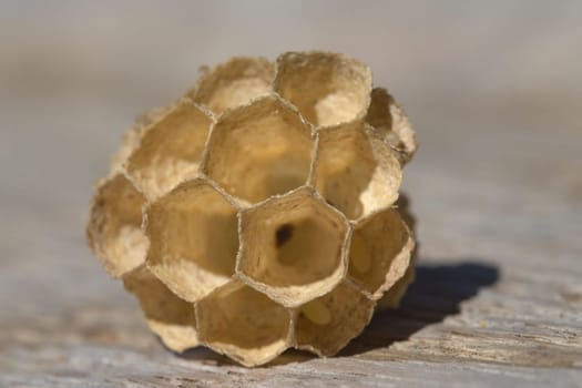 Hexagonal structure of small remnant of a wasps nest. Full frame size, close up macro image. Summer sun lights the scene, wooden fiber background.