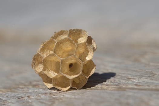 Macro focus on three wasp eggs remaining in this small wasp nest made of paper like wood fiber. Intricate hexagonal structure, but uninhabited by wasp